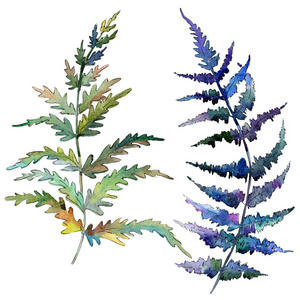 隔离的蕨类植物插图元素照片