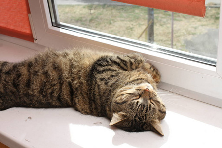 关上塔比猫躺在窗台上