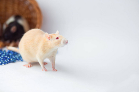 老鼠的眼睛红色的老鼠,白色背景上有红色的眼睛. 2020年的象征照片