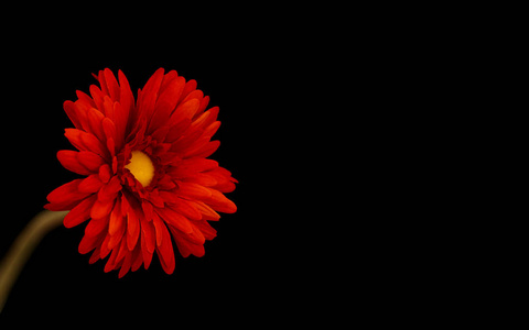 一朵黑色背景的漂亮红花,用来写信息照片