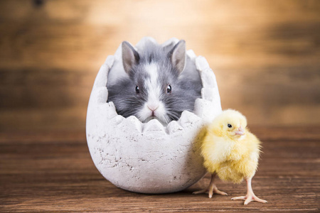 复活节兔子和鸡蛋壳里的鸡