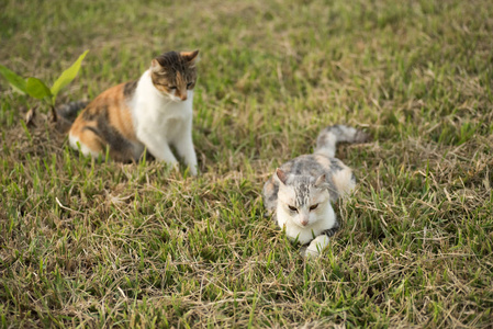 两只猫的家庭小猫和她的母亲在户外