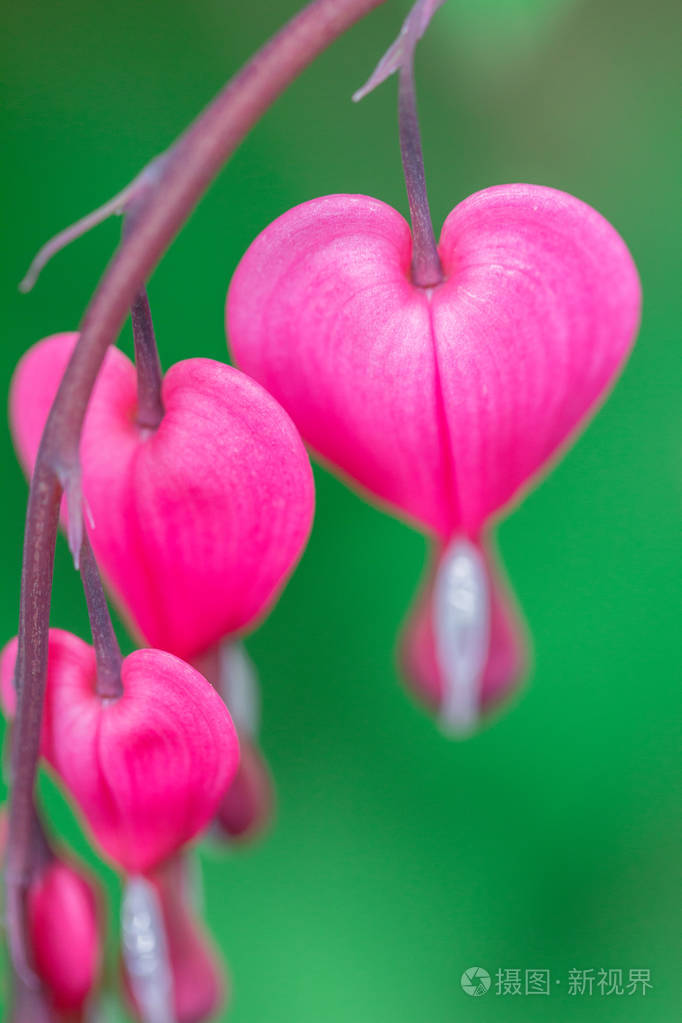 灯盏花在宏观细节上出血的心花