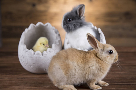 鸡蛋壳里的复活节兔子。