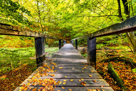 一座长长的木桥，在森林里有绿树和秋叶