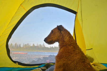 爱尔兰猎犬在竞选中。 一只体贴的狗坐在旅游帐篷里。