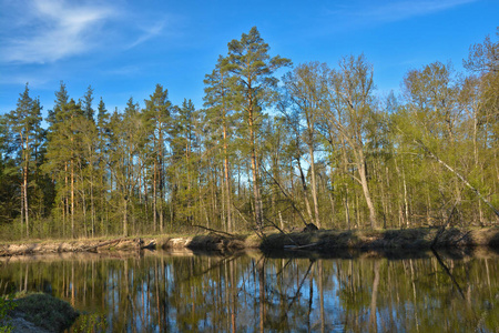 五月天在河上。 俄罗斯中部国家公园的春季河流景观。