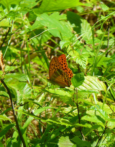 一只美丽的橙色蝴蝶，黑色斑点坐在叶子上的照片