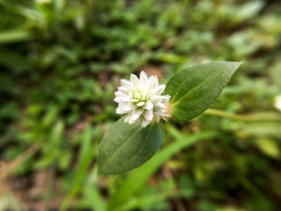 天仙花在自然花园里