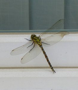 一只五颜六色的大蜻蜓停在窗框上的照片
