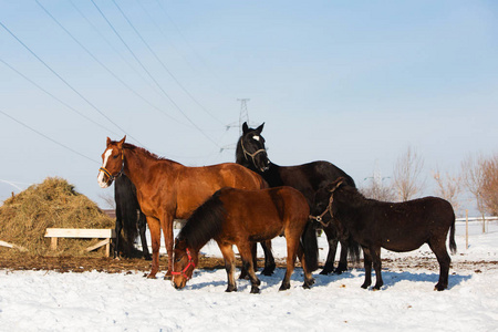 在村里冬天的田野里散步的马