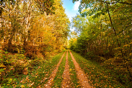 秋天的树叶落在森林小径上，落在美丽的金黄色中