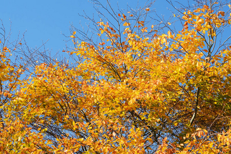 秋天的金叶在十月的一棵树上落在蓝天下