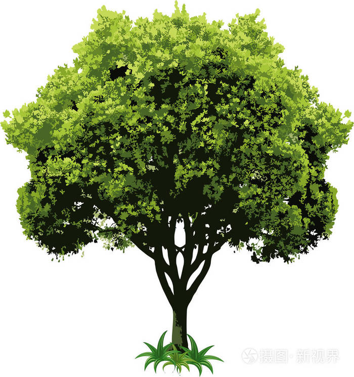 白色背景上有绿色叶子的美丽的矢量树