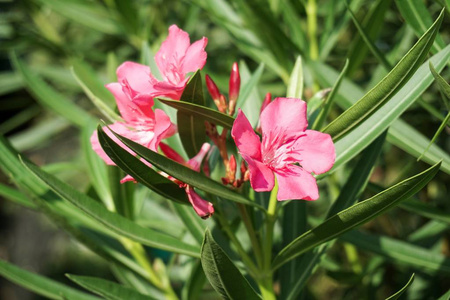 粉红色竹桃花