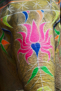 传统上装饰的大象头附近的琥珀堡在斋普尔拉贾斯坦邦。