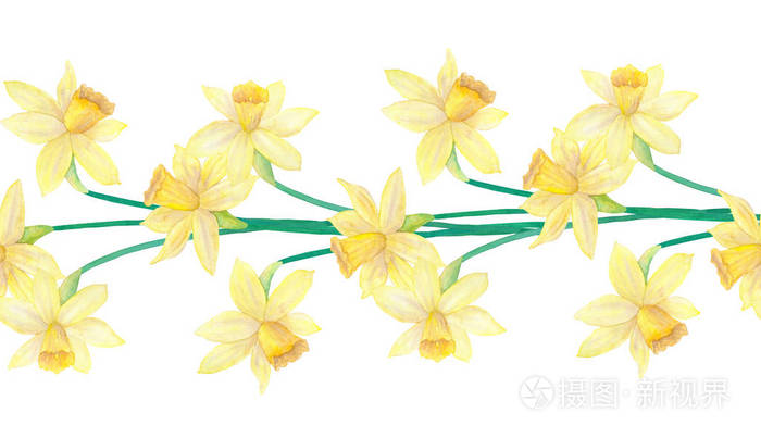 无缝的边框或与春天的花朵和叶子刷 水仙花或水仙花 手绘水彩插图 隔离在白色背景上照片 正版商用图片18qgir 摄图新视界