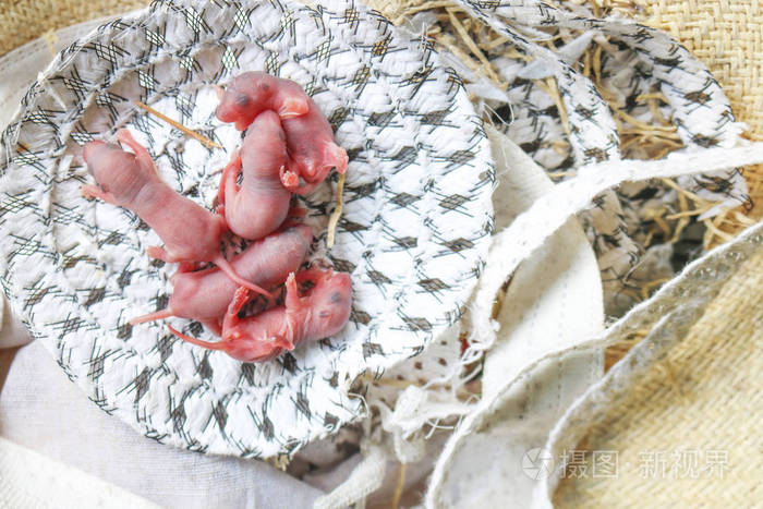 小老鼠或小新生老鼠睡在老鼠窝里的织物或丝绸布在房子里