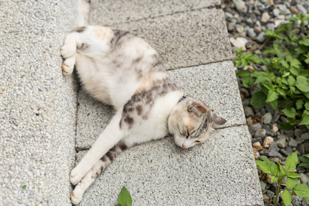 疲倦的小猫打瞌睡，睡在外面