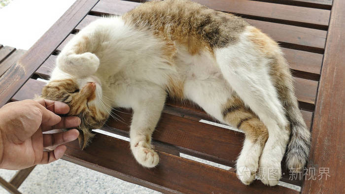 触摸一只睡猫躺在户外的木桌上