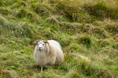 冰岛绿色牧场上的一只公羊和一只羊。 美丽的夏季景观，家畜