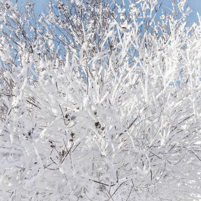 冬天的树枝在晴天覆盖着雪和霜. 冰冻的树枝. 神奇的白色背景.
