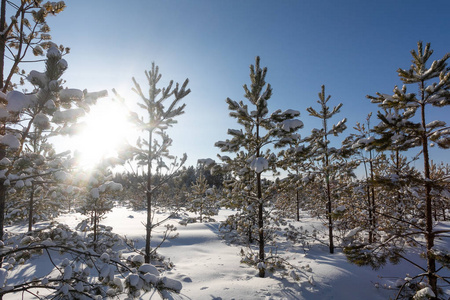 美丽的冬林。 下雪的冬天。 霜阳照亮松树和雪。