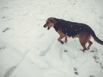 院子里的狗在雪中跑到外面。快照附近