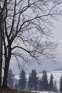 冬季景观。 山脉。 山脚下下雪。 美丽的云彩和树木