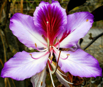 取悦眼睛花宏具有较高的细节照片