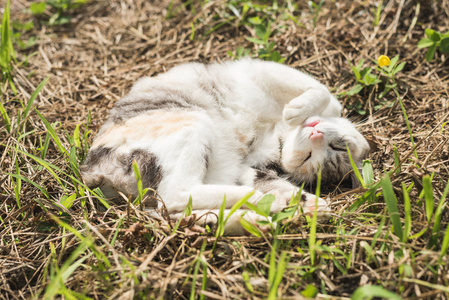 小猫在户外草地上睡觉