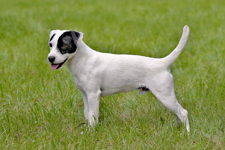 春天花园里牧师罗素猎犬的典型肖像。