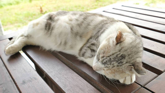 睡猫躺在室外的木桌上