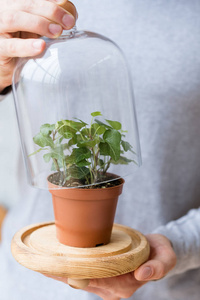 家庭生态系统护理人圆顶多年生植物