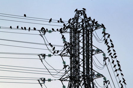 一群鸟坐在高压电线上。