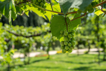夏天，葡萄树上挂着绿色的有机葡萄，上面挂着古老的树干