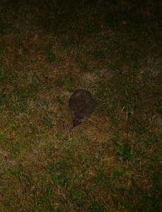 一只小刺猬晚上站在草地上的照片