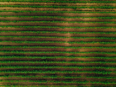 意大利葡萄园田野的鸟瞰图. 一排排葡萄藤俯视照片