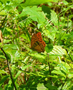 一只黑色斑点的橙色蝴蝶坐在叶子上的照片