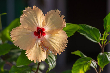 美丽的黄色中国木槿，也被称为中国玫瑰夏威夷木槿玫瑰浅和鞋黑种植在阿联酋的一个花园。