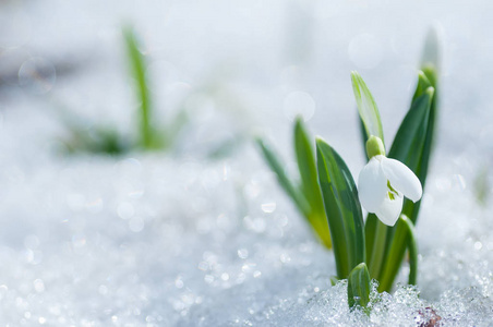 春暖花开的雪花预示着春天的到来照片