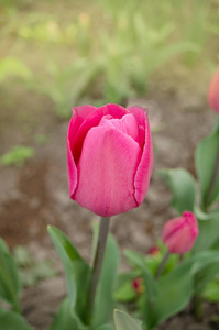 春天模糊的背景和郁金香。 绿色春天背景上的粉红色郁金香花。 美丽的粉红色郁金香。 郁金香花美丽的背景