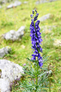 shood Aconitum napellus flower in alpine nature.