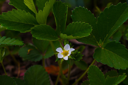 春天花园里的草莓花