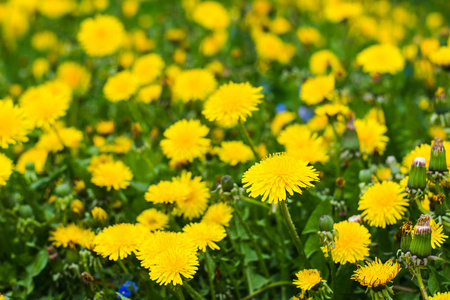 田野里的花蒲公英近在咫尺