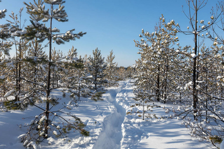 美丽的冬林。 下雪的冬天。 霜阳照亮松树和雪。