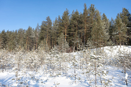 美丽的冬林。 下雪的冬天。 霜阳照亮松树和雪。