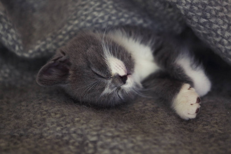 睡在床上的可爱的英国矮毛小猫