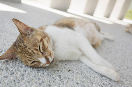 家猫睡在地上