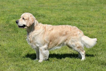 春天花园里金毛猎犬的典型肖像。